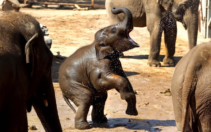 vertebrate, caring, wildlife, cub, animal Ear, day, asia, playful, sunlight, cute, mammal, animals In The Wild, young Animal, animal Trunk, water, focus on foreground