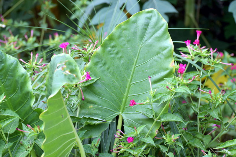 5K, fragility, pink color, colocasia gigantea, green color, leaf, close-up, indian taro, nature, flowering plant, big leaf, hasu-imo, botany, plant part
