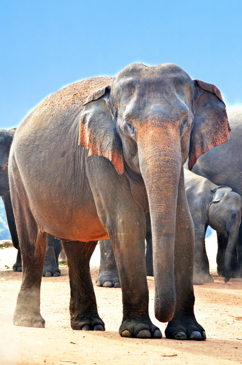africa, animal Trunk, ceylon, indian elephant, gray, group of animals, dust, sand, sky, vertebrate, macro, safari, elephants, animal, angry elephant, land