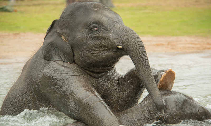 thailand, day, elephant, land, safari Animals, animal head, mother, no people, nature, mammal, family, animals In The Wild, outdoors, close-up, wildlife