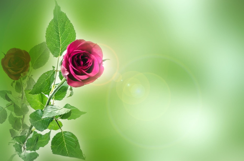 color, wishes card, anniversary, freshness, red, pink color, no people, gift, flower, rose, green color, rose - flower, valentine, fragility, beauty in nature