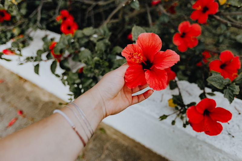 flowers, human body part, blossom, floral, 5K, bloom, blooming, fragility, finger, red, flowering plant, plant, close-up, one person, human hand, outdoors