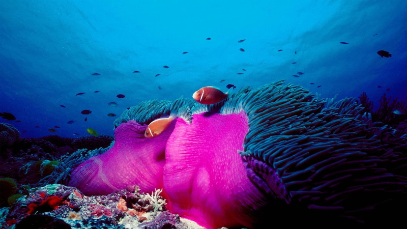sea life, anemone, sea anemone, blue, magnificent, animal, 1080P, vertebrate, clownfish, undersea, water, skunk, sea, invertebrate, beauty in nature, saltwater fish