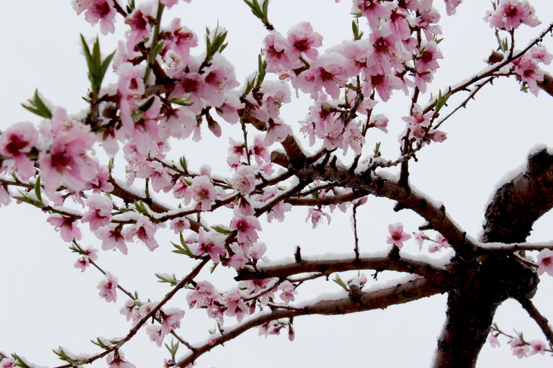 flower head, blossom, low angle view, nature, springtime, Snow, pink color, vulnerability, 5K, Out Of Season, flowering plant, cherry tree, branch, freshness