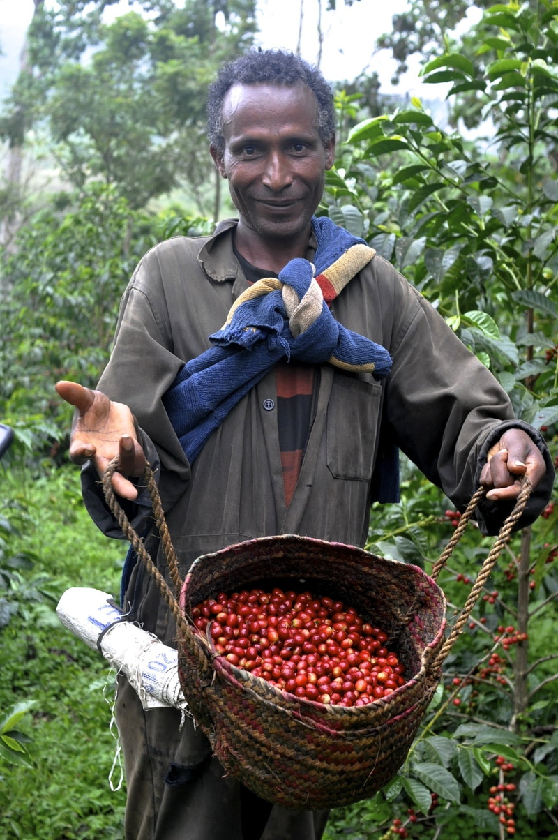 food, one Person, smiling, front view, portrait, container, day, freshness, plant, ethio, men, casual clothing, picking, harvesting, outdoors, coffee, adult