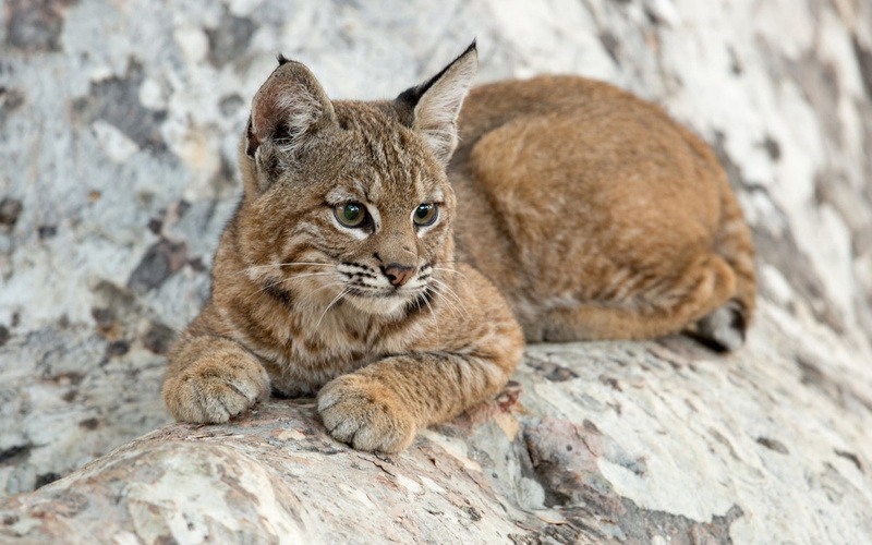 ras, Lynx, relaxation, young animal, rock, cat, pisici, rock - object, no people, paw, feline, solid, outdoors, nature, mammal, animal, vertebrate, baby