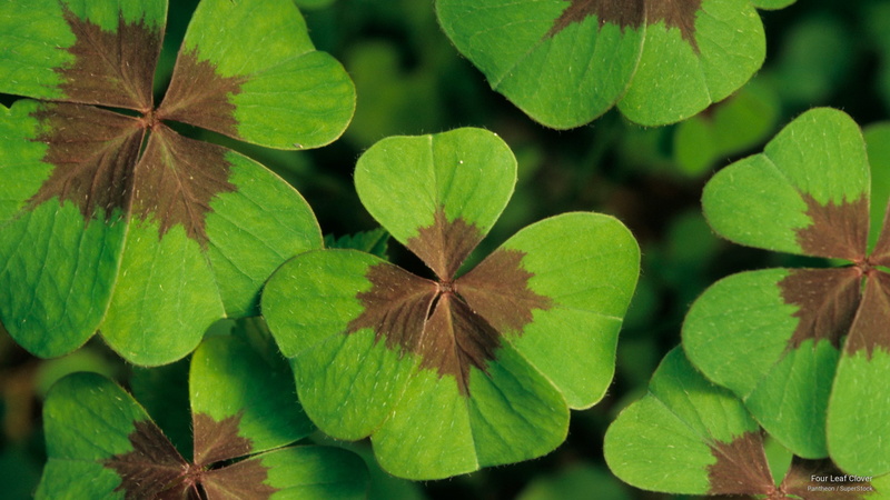 2K, clover, four, Holidays, leaf