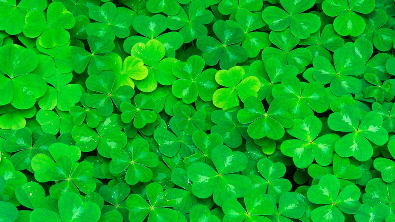 Green, 1080P, Clover, Leaves