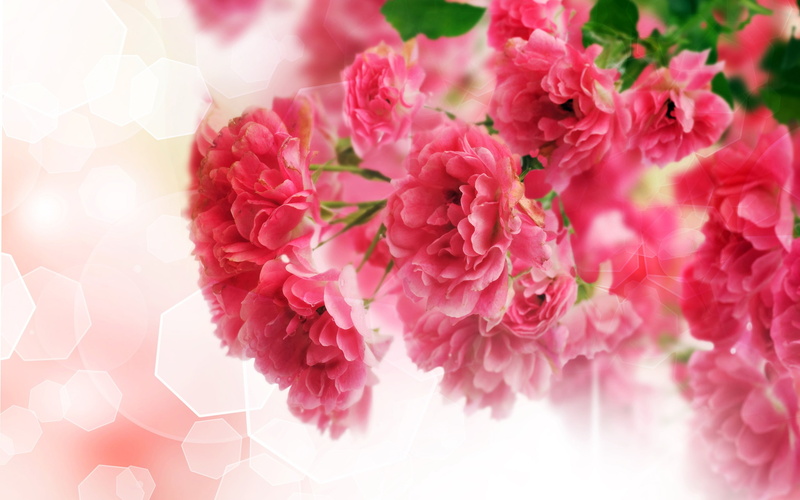 Pink, close, 2K, flower, Carnation, Flowers
