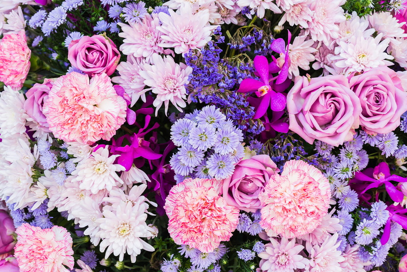 carnation, 5K, Astra, roses, flowers