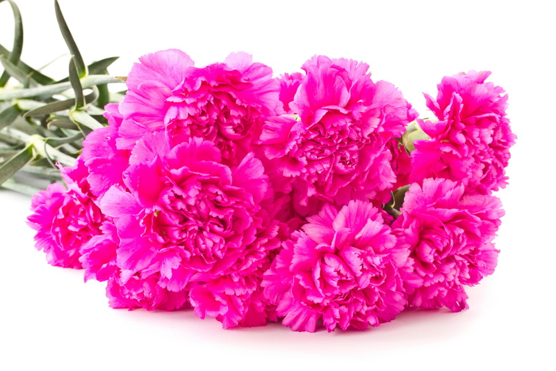 flowers, pink color, carnation, pink, carnations, 8K, many