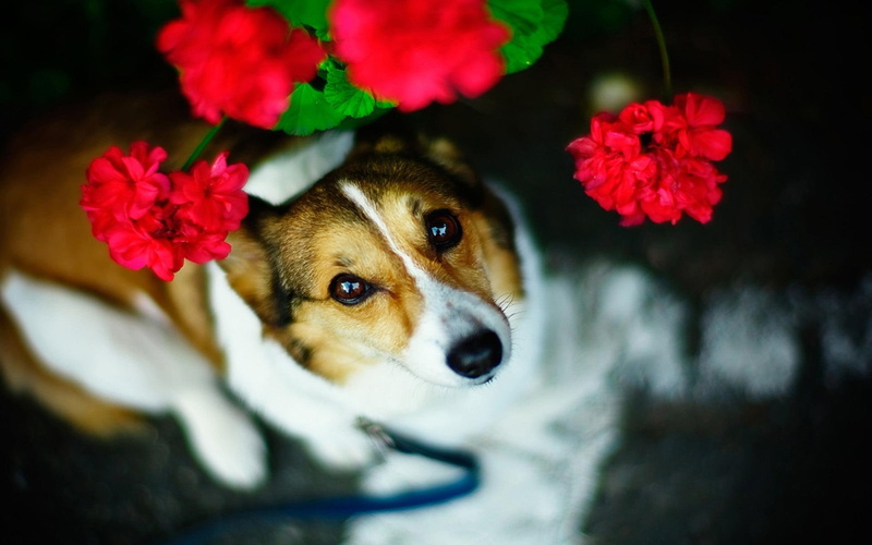 dog, carnations, carnation, puppy, animal, friend, 1080P, animals, flower