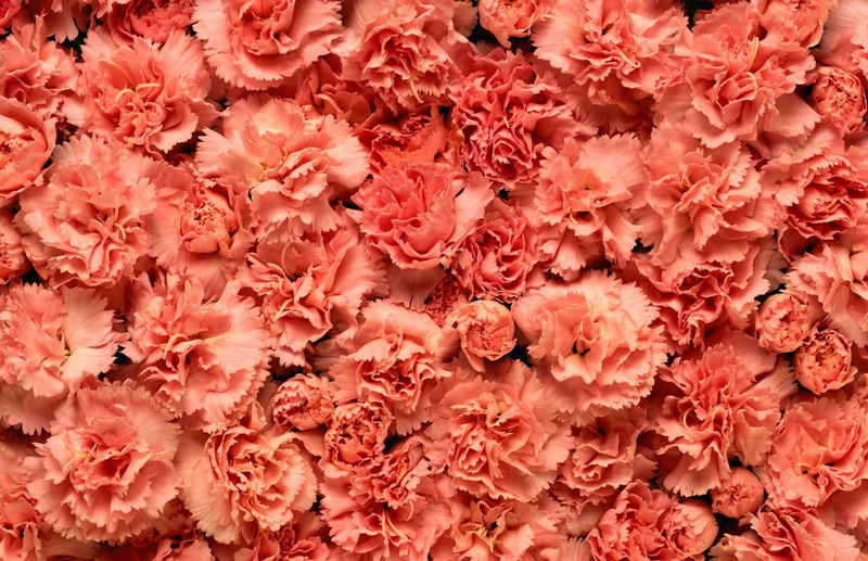 macro, springtime, romance, pattern, nature, softness, pink Color, abundance, 1080P, botany, carnations, inflorescence, freshness, plant, petal, carnation - Flower