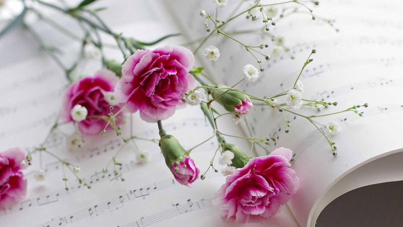 1080P, fragility, petal, close-up, cherry tree, plant, music, cherry blossom, no people, flower veil, freshness, indoors, flower head, flowering plant