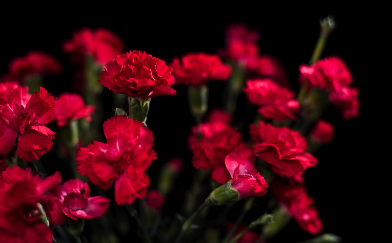 redcarnations, Carnations, Black, Closeup, Flowers, pink color, plant, inflorescence, botany, no people, springtime, flower, focus on foreground, fragility