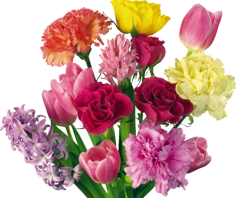 vibrant Color, flower Head, vulnerability, multi Colored, pink Color, freshness, blossom, softness, no people, celebration, studio shot, variation, white