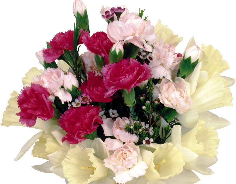 carnations, multi Colored, blossom, freshness, summer, tenderness, plant, bunch of flowers, romance, gift, decoration, inflorescence, studio shot, backgrounds