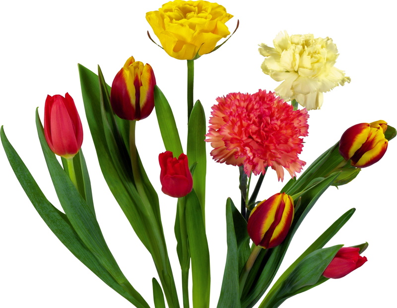 three, season, purple, multi Colored, red, carnations, blossom, leaf, close-up, isolated, stem, vibrant Color, cut out, vulnerability, fragility, variation