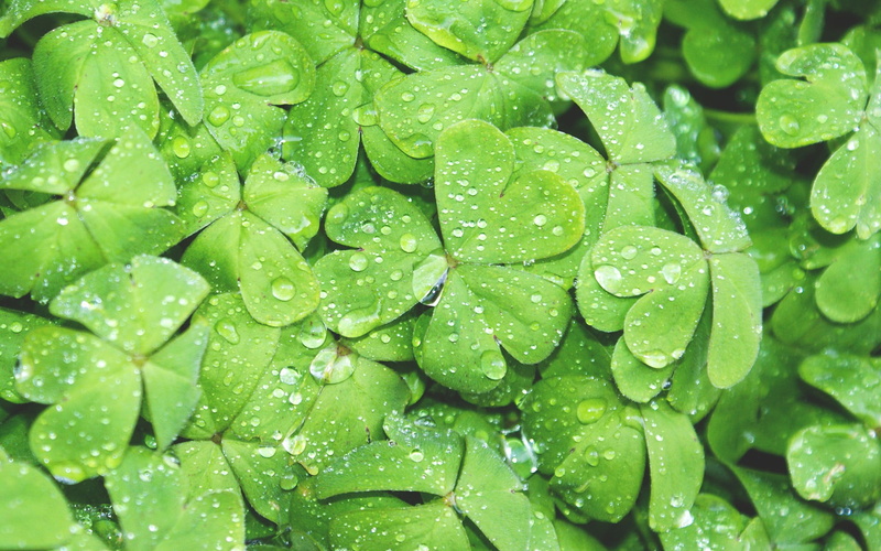 freshness, lot, backgrounds, rain, wet, rainy season, clover, green, dew, plant, plant part, leaf, macro, green color, full frame, plants, leaves
