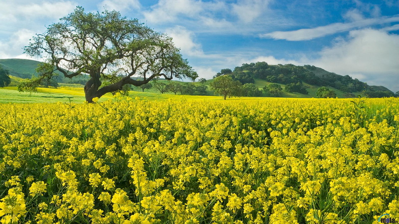 mustard, hd, yellow, 2K, field, flowers