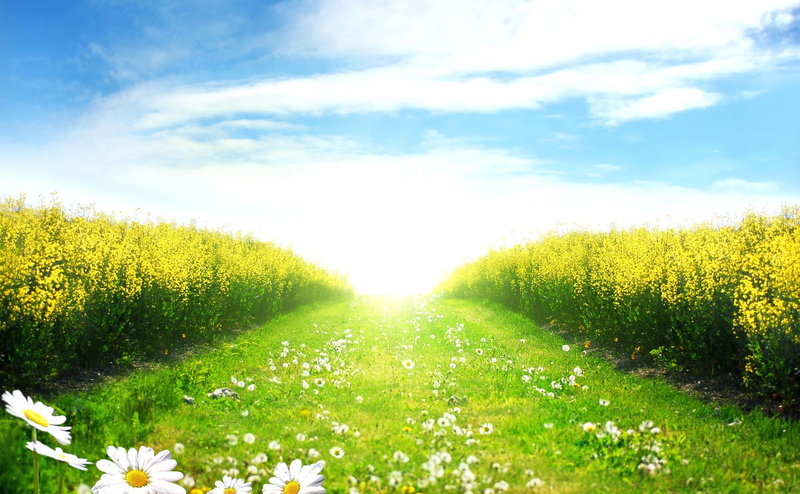 field, mustard fields, sky, flower, summer season, bed, tranquility, land, growth, flowers, tranquil scene, Summer, mustard flowers, day, flowerbed