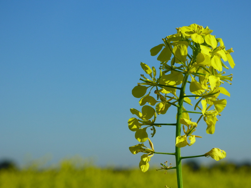 growth, environment, agriculture, 4K, blossom, natural fertilizer, beauty in nature, freshness, day, sunny, leaf, yellow, nature, petaled, springtime