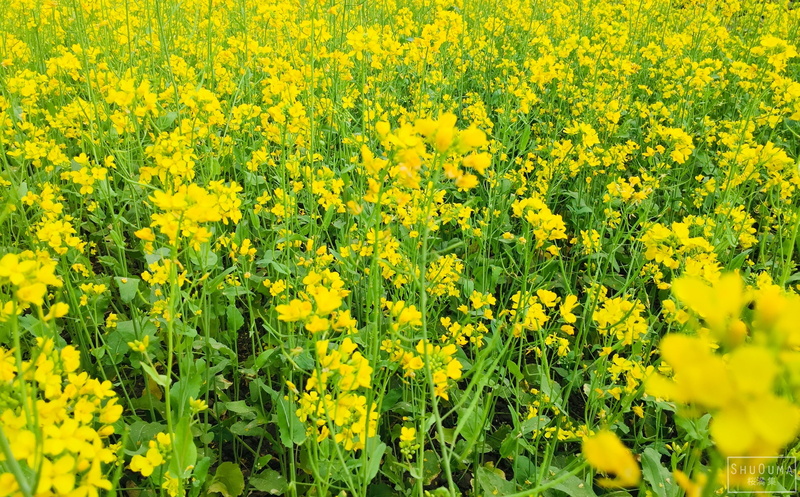 2K, Mustard Plant, Flower, Flowers