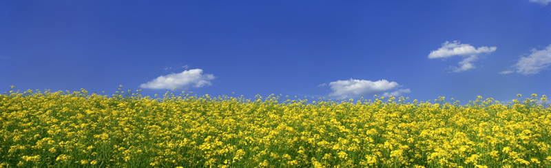 Nature, flowers, crop, springtime, oilseed rape, Landscape, rural scene, Field, sky, beauty in nature, growth, scenics - nature, Mustard, freshness, outdoors