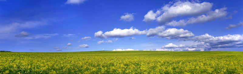 agriculture, urban skyline, grass, Flower, rolling landscape, blue, no people, sky, wind, environment, Mustard, cloud - sky, tranquil scene, springtime