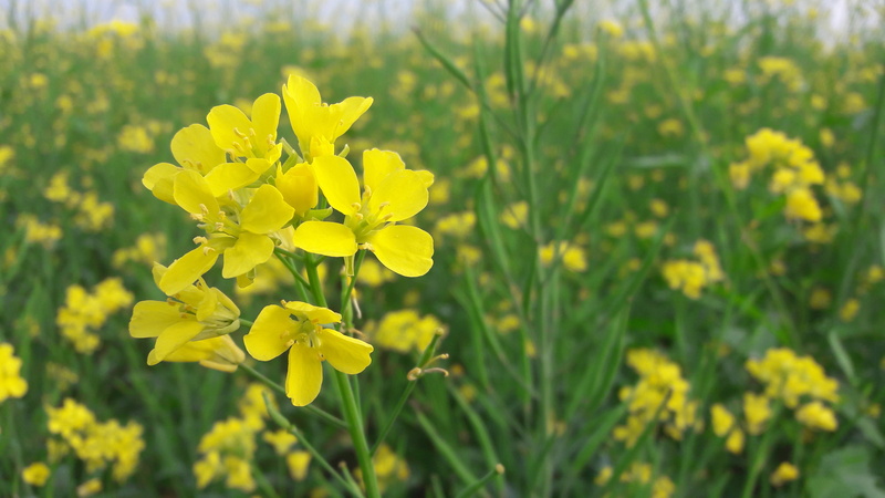 focus on foreground, crop, field, selective focus, outdoors, mustard plant, land, vulnerability, flower, leaf, oilseed rape, day, 4K, food, springtime