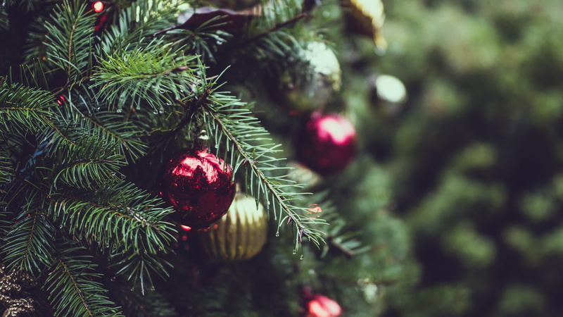 focus on foreground, no people, day, christmas tree, lights, pine tree, outdoors, bauble, close-up, coniferous tree, decor, blur, beauty in nature, branch