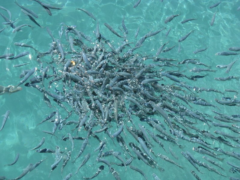 water, group of animals, body, school of fish, large group of animals, animal themes, sea, no people, day, gray, nature, crete, turquoise colored, animals in the wild
