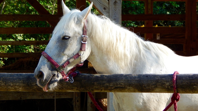tree, animal wildlife, quadruped, riding school, galloppare, Animal, 4K, mammal, animal themes, animal pen, White, pets, domestic, animals, close-up, naturalness