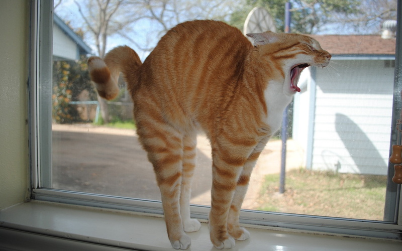 cats, 1080P, entertainment, animals, funny, art, hd, stretching