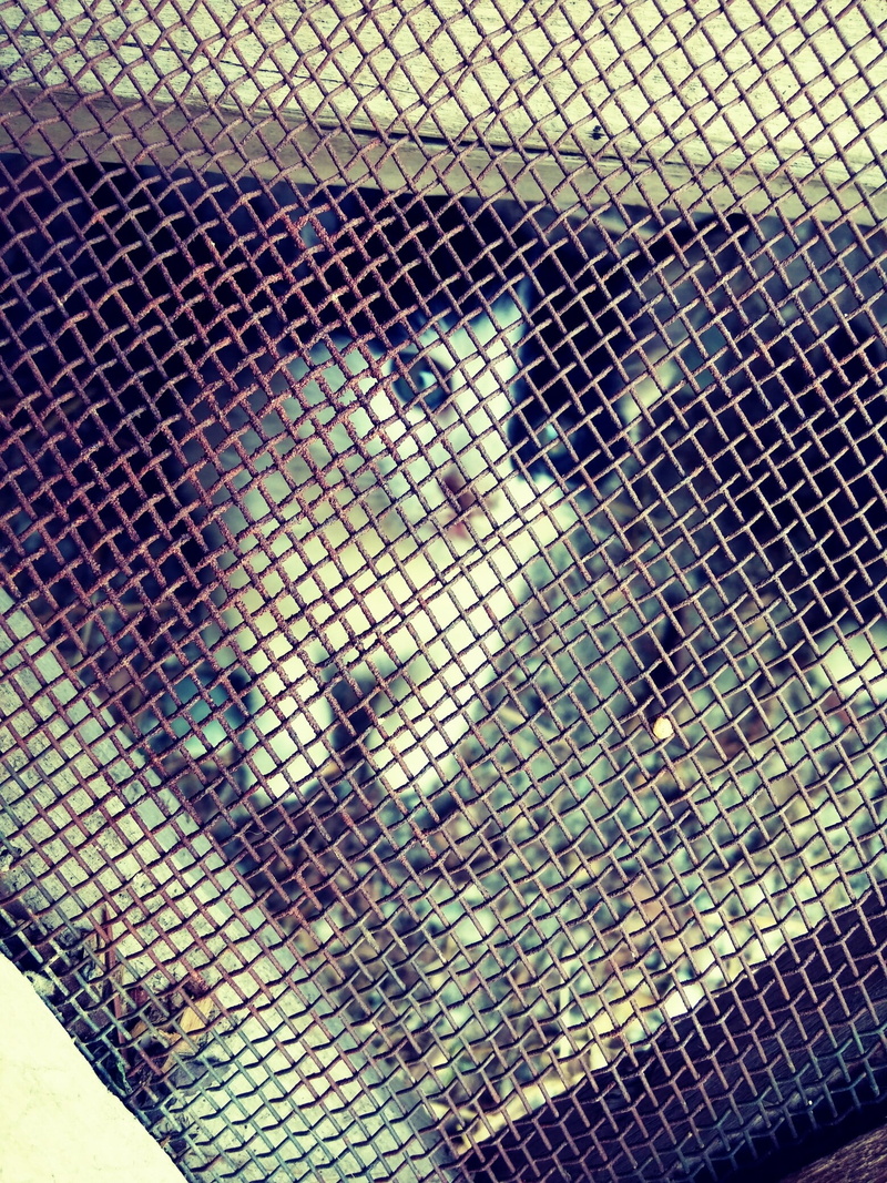 kittens, 1080P, cat, animals, cage
