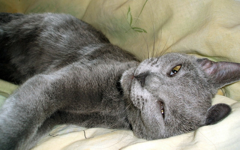 animals, cat, chartreaux, hd, animal, 720P, kitten, grey