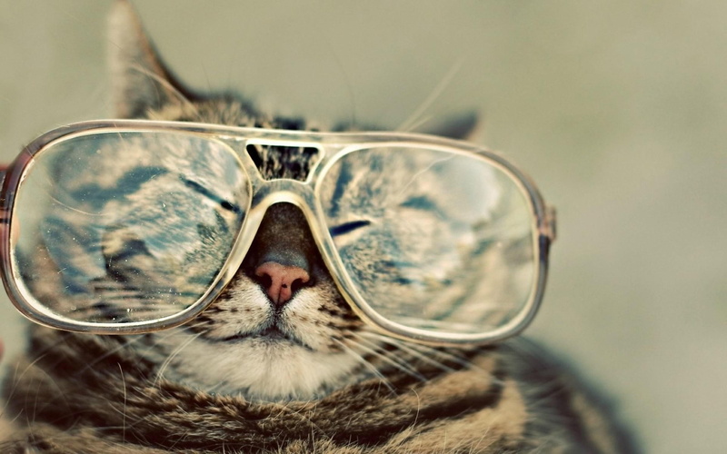 magazine, glasses, cats, animals, 1080P