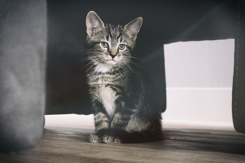vertebrate, domestic, domestic animal, domestic cat, gray, portrait, domestic animals, table, pets, animal, feline, stripe, mammal, animal eye, flooring