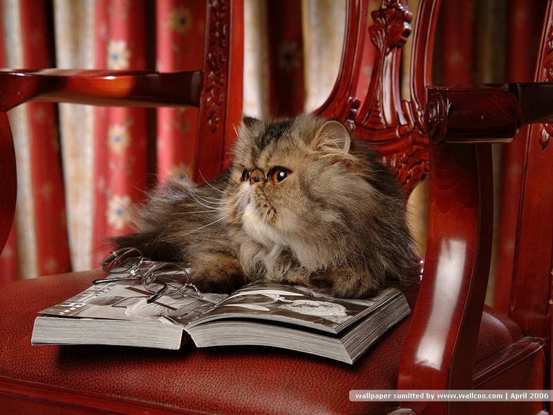 480P, animal, kitten, reading, cat, hd, animals, feline, pet, read