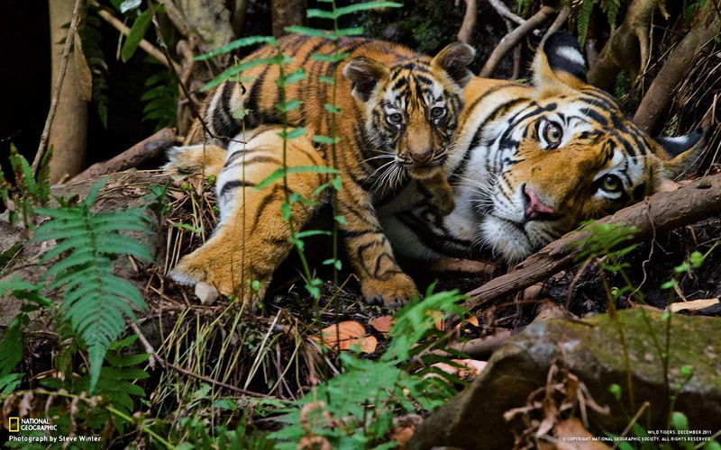 mama, tiger, animals, 1080P, baby