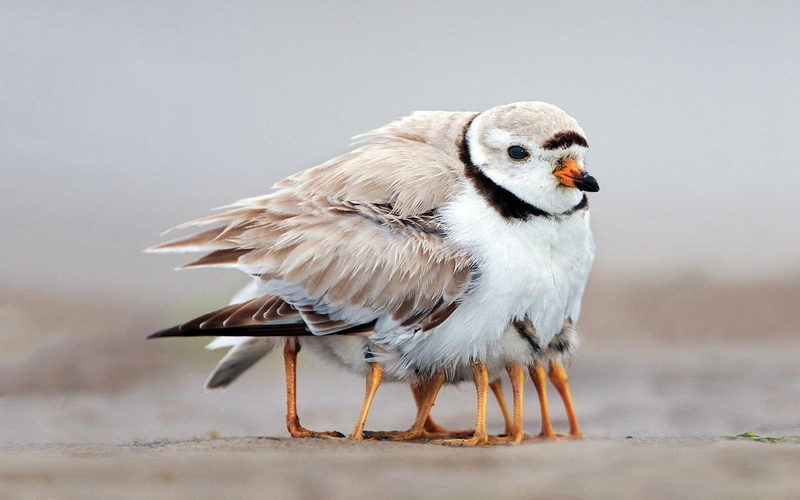 1080P, chicks, brown, white, killdeer, bird, warm, feathers, animals, mama