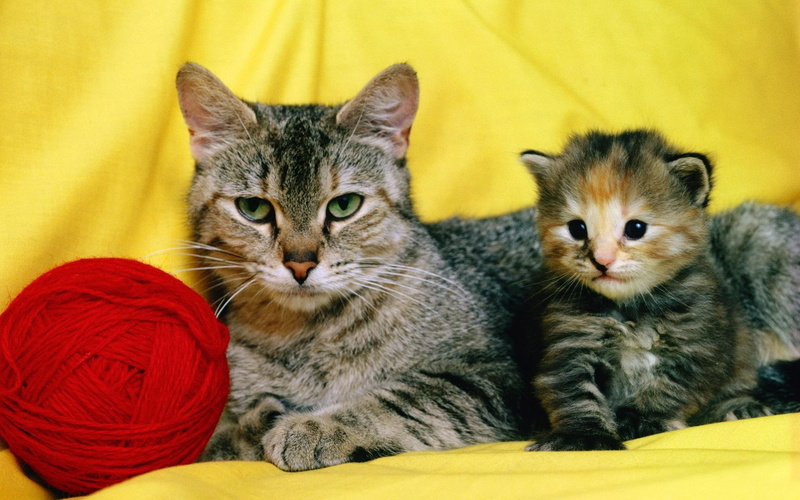 animals, animal, cats, 1080P, kitten, mama