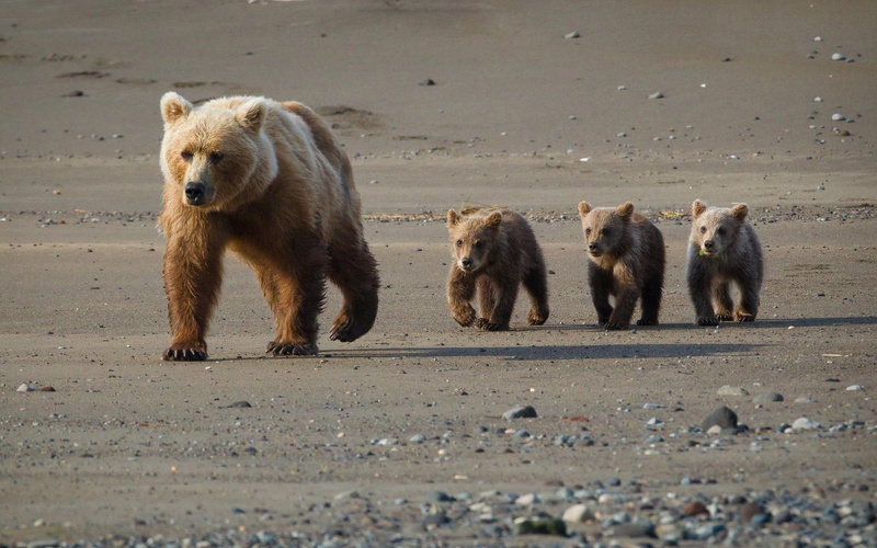 four, brown, 1080P, family, animals, bears, babys, mama