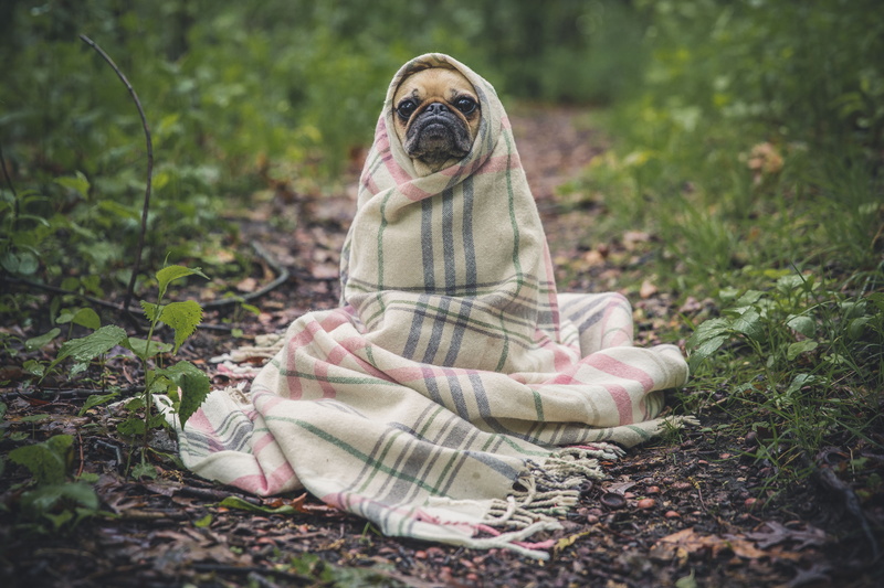 forest, blanket, outdoors, plaid, wilderness, et, in the woods., old woman, senior, Fawn, dog, cover, daytime, 4K, toronto  high  park, nature, Pug