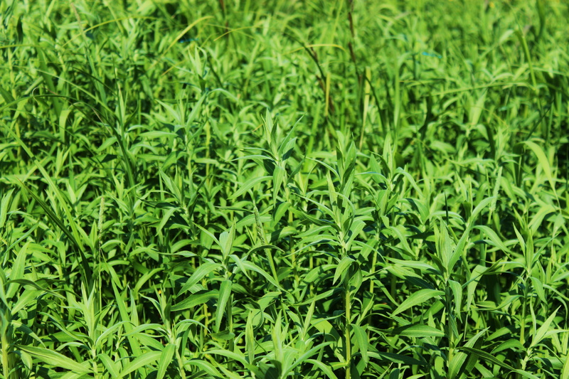 food and drink, herb, 5K, garden, weeds, tranquility, plants, closeup, full frame, outdoors, land, lush foliage, meadow, agriculture, herbal, polyana
