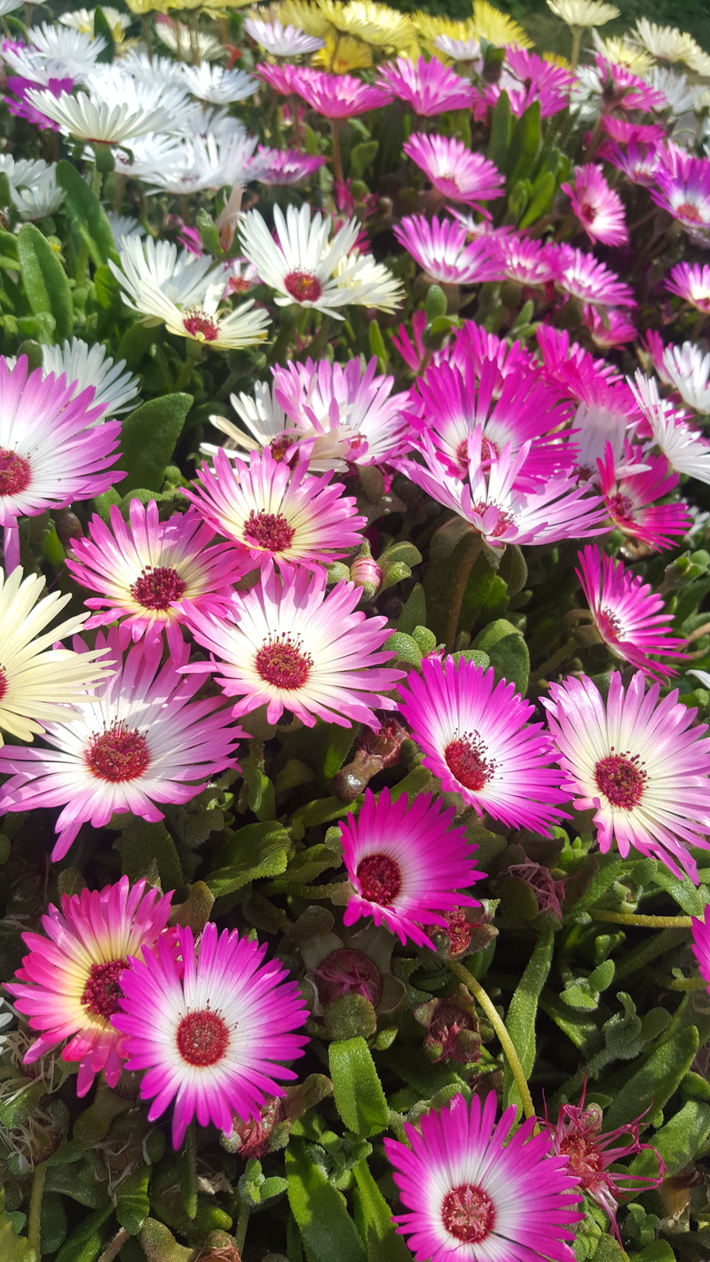 the crowd, flowering plant, growth, full frame, high angle view, nature, flowers, vulnerability, flower head, public sentiment, close-up, day, 5K, flower arrangement