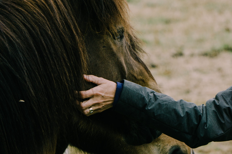 herbivorous, nature, hair, focus on foreground, 5K, pet, animal body part, outdoors, mammal, petting, animal wildlife, iceland, day, vertebrate, domestic animals