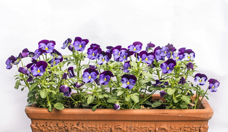 colorful, violet, vulnerability, flower, wood - material, flower head, plant, get well, sentimental, purple, leaf, plant part, 8K, potted plant, note
