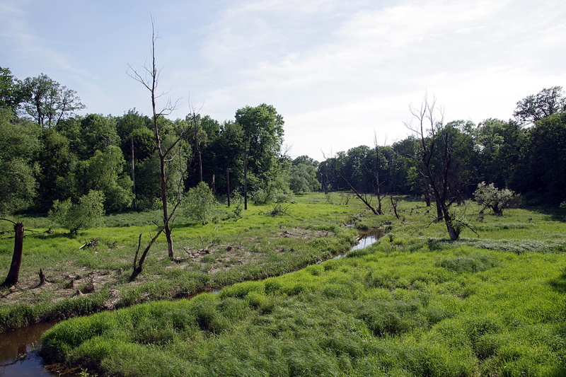 plant, river, environment, the brook, non-urban scene, no people, outdoors, marsh, scrubs, land, stream, sky, natural, grass, water, green, landscape, growth