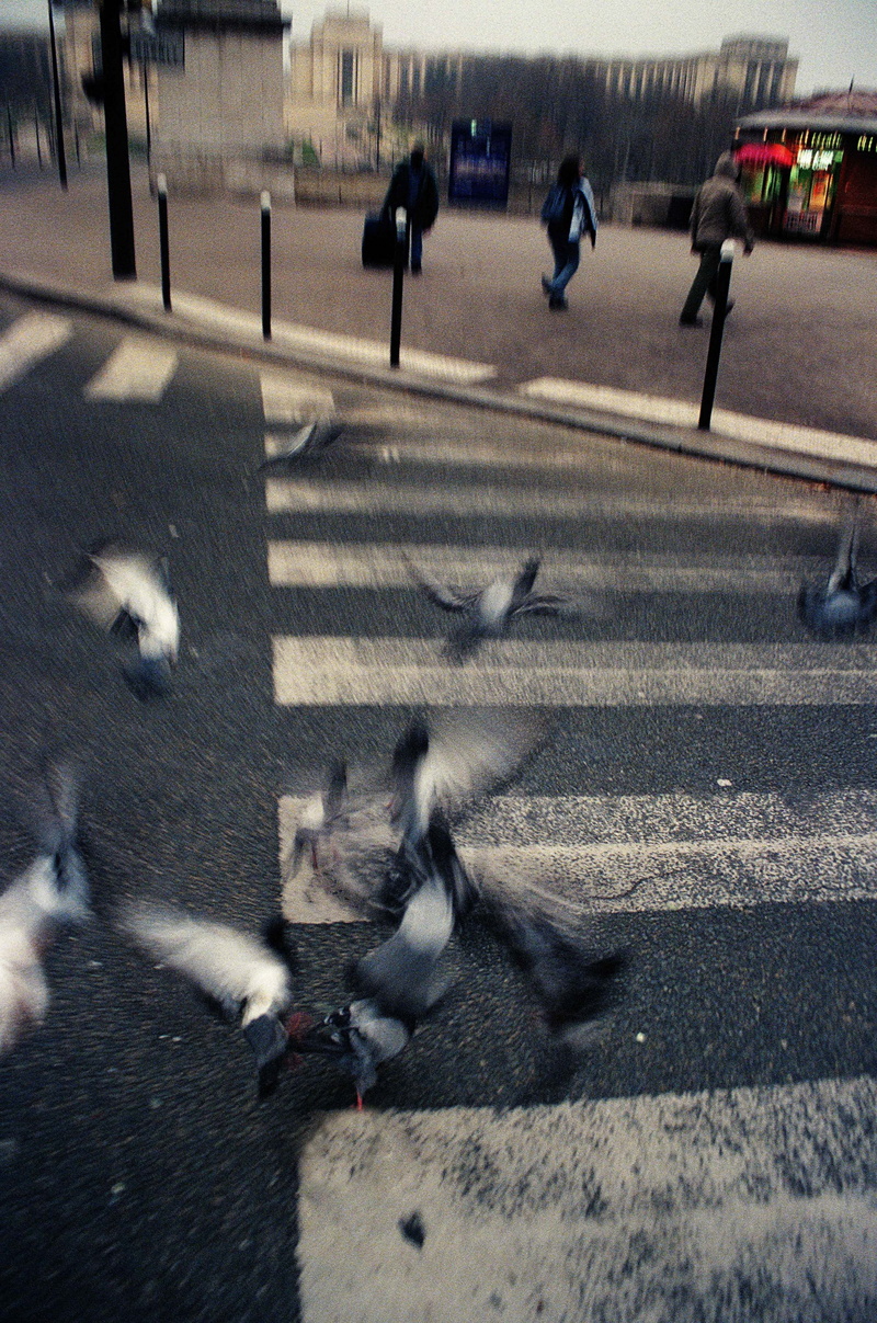 4K, dove, movement, city, high angle view, animal wildlife, outdoors, paris, town, animal, sight, vertebrate, analog, blurry, feelings, animals in the wild